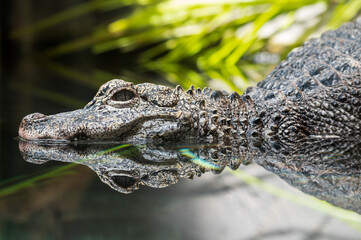 Closeup Alligator with reflection on water. Abstract wallpaper.