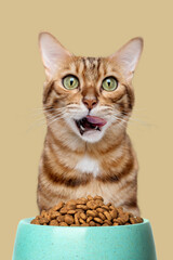 A Bengal cat licks its mouth near a bowl of food.