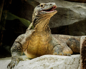 Komodo the dragon 