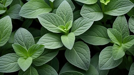 Woody oregano leaves, offering a robust and earthy flavor profile. Culinary experience, aromatic, herbal, savory, spices, flavor infusion, depth, culinary fusion. Generated by AI