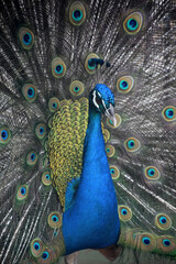 Obraz premium Fantastic Close Up of a Blue Peacock