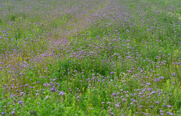 Field with many purple tansy - 663324629