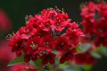A cluster of crimson flowers. Generative AI