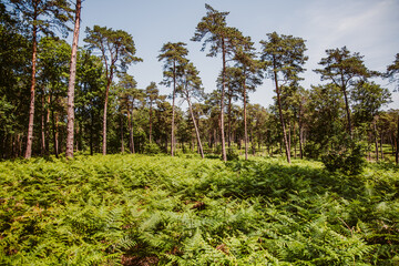 Obraz premium Photo d'ambiance dans la forêt de Bercé dans la Sarthe