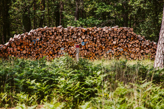 Photo d'un tas de buches de bois empil&eacute; dans une for&ecirc;t venant d'&ecirc;tre coup&eacute; en attente d'&ecirc;tre ramass&eacute;.