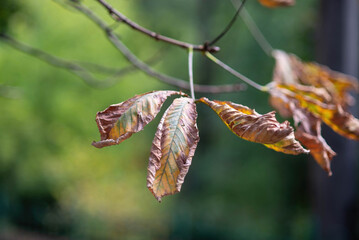 In the urban park, autumn paints a picture of leaves gracefully descending onto benches, the...