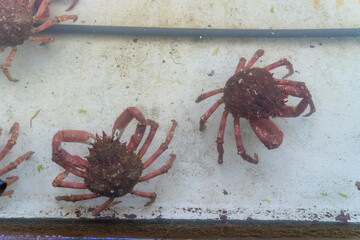 Austernzucht in der Bucht von Morlaix, Bretagne