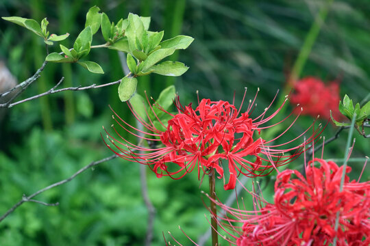 lilies white flower Texas Spider Lily, White Spider Lily, or Marsh Lily – The Southern Bulb Co