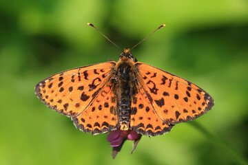 Butterfly from family Nimphalidae on the flower
