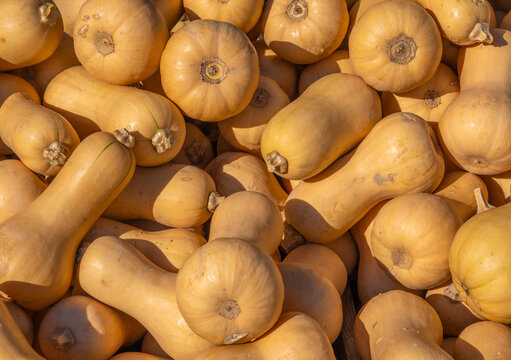 Butternut pumpking or squash ((Cucurbita moschata) in a market stall. When ripe, butternuts get an orange color and become sweeter
