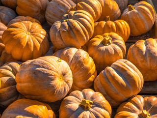 Musquée de Provence or fairytale pumpkin (Cucurbita moschata), a slightly flattened and deeply...
