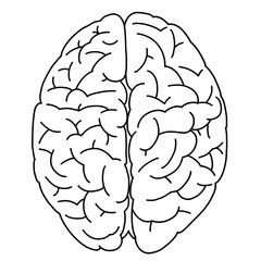 Line drawing of the brain seen from the side