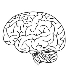 Line drawing of a sideways brain