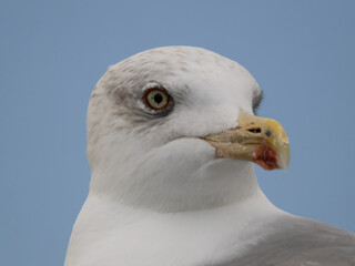 Closeup of a Yellow-legged gull (Larus michahellis) the only large gull to breed in Switzerland, often confused with the Herring Gull