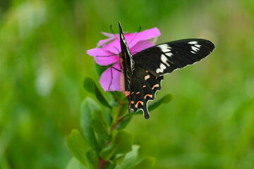 Pachliopta hector Crimson Rose  beautiful green ground  butterfly