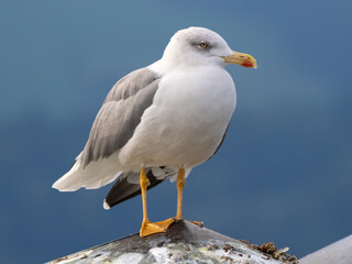 Closeup of a Yellow-legged gull (Larus michahellis) the only large gull to breed in Switzerland, often confused with the Herring Gull