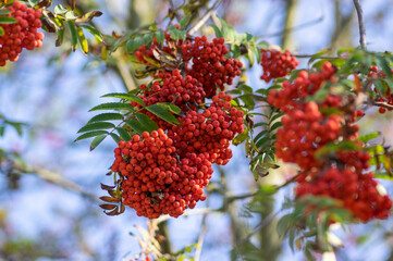 Sorbus aucuparia moutain-ash rowan tree branches with green leaves and red pomes berries on branches