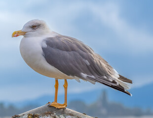 Closeup of a Yellow-legged gull (Larus michahellis) the only large gull to breed in Switzerland, often confused with the Herring Gull