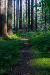 Fototapeta premium footpath in the woods with light and shadow 
