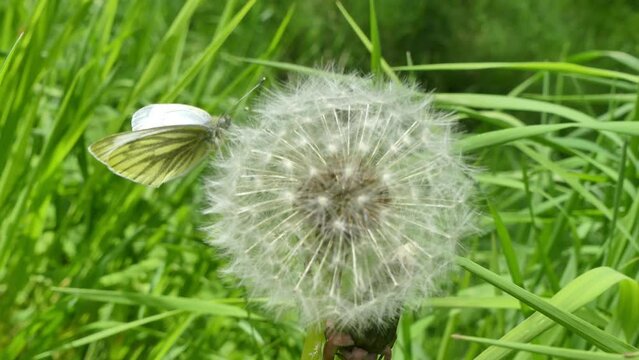 Butterfly Green-veined white, Pieris napi on dandelion with seeds in meadow among green grass on windy spring weather - slow motion, close up shot. Topics: beauty of nature, fauna, natural environment