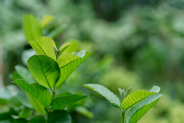 Kimju guava has young leaves that are good food for various insects.