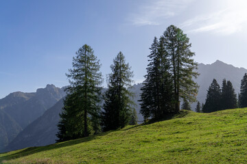 Fototapeta na wymiar Beautiful landscape with meadow and trees high up in the mountains