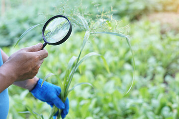 Close up hand holds magnifying glass to inspect structure and type of plants. Concept, agriculture inspection, study survey and research to develop and solve problems of weeds and pests in plantation. - obrazy, fototapety, plakaty
