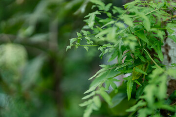 Obraz premium Lipao grass is used for making basketry and various handicrafts in Thailand.