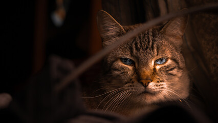 portrait of a black cat