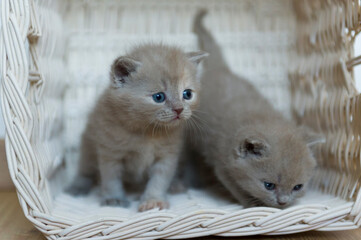 Zwei süße Britisch Kurzhaar Katzenbabies in einem Korb
