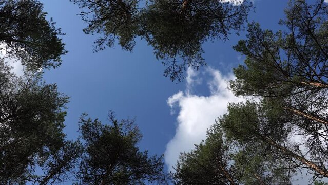 Breathtaking time-lapse showcasing nature's dance. Watch as the sky races over the majestic pine trees, painting the scene with vibrant hues. An awe-inspiring display of nature's beauty in just second
