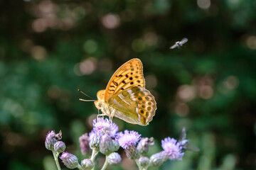 Obraz premium Nahaufnahme eines Kaisermantels, Argynnis paphia auf einer Ackerdistel im Sonnenlicht.