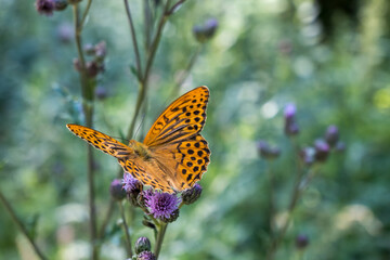 Nahaufnahme eines Kaisermantels, Argynnis paphia auf einer Ackerdistel im Sonnenlicht.