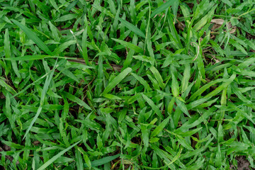 Fototapeta na wymiar Green grass texture background that is pleasing to the eye.