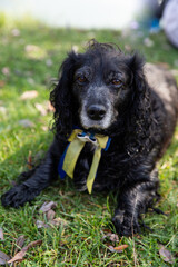 Black cocker spaniel with a blue and yellow bow