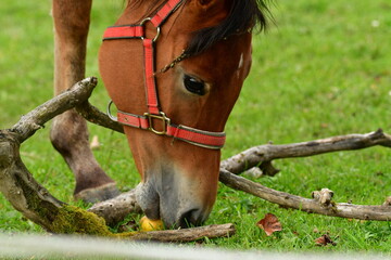 brown Horse eating an apple on green meadow