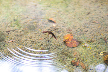 京都 夏の高山寺の池を泳ぐモリアオガエルのおたまじゃくし