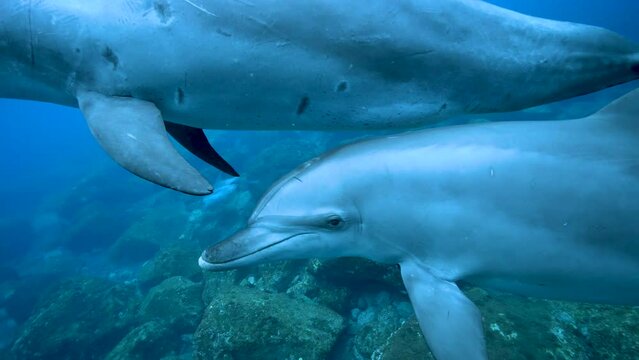 ミナミハンドウイルカ33_御蔵島_ 2023.4.22-23_母子2頭で正面から近づいてくる