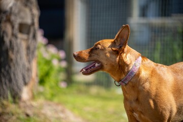 kelpie on beach, dog on the sand in a park in australia at dusk