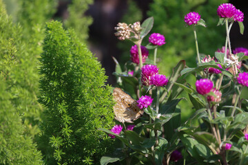 a colored butterfly flying in the natural background