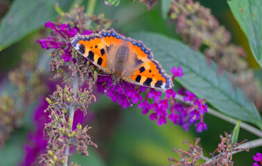 Kleiner Fuchs Schmetterling auf einer Blumen Blüte 