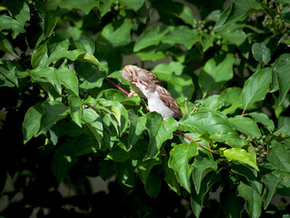 House Sparrow Parenthood