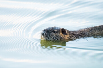 Myocastor coypus, nutria, water rat swims in water