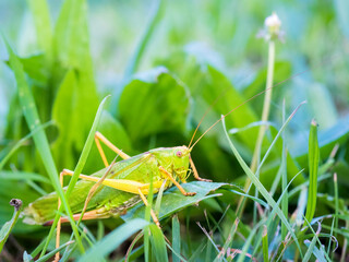 Meadow grasshopper, grasshopper