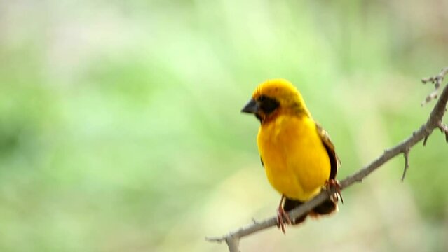 Close-up golden bird standing on a branch