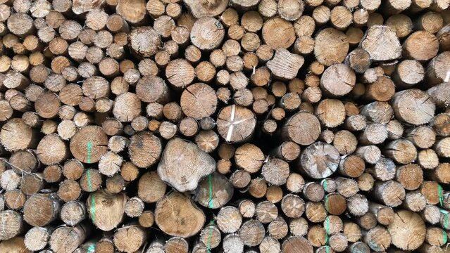 Pile of firewood in the forest, felled trees