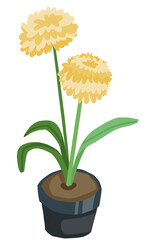 yellow flower in a pot. Blooming spring flowers.