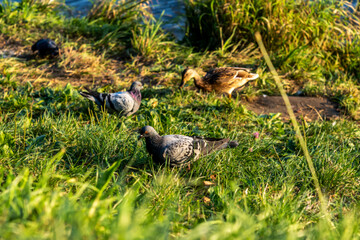 a dove looking around on a grassy lawn. Wildlife in the city. Birds on the river bank in the city.