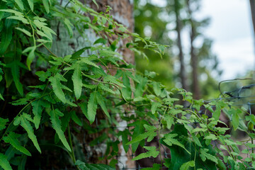 Lipao grass is used for making basketry and various handicrafts in Thailand.