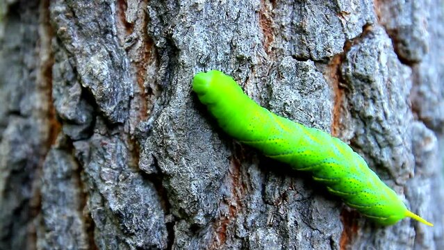 Green worm crawling on a tree bark